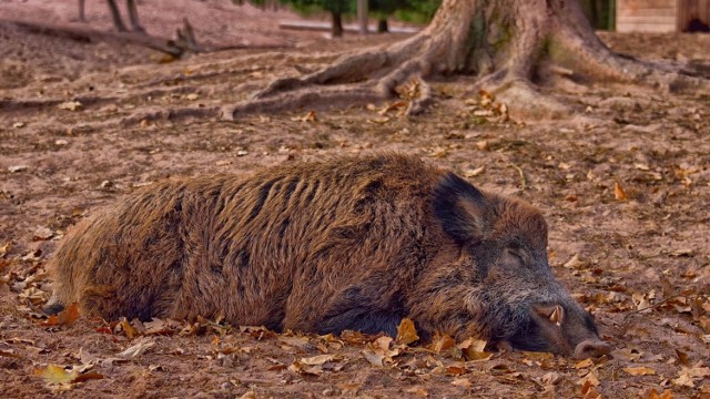 Rozprzestrzenianie się wirusa choroby ASF jest stosunkowo łatwe.