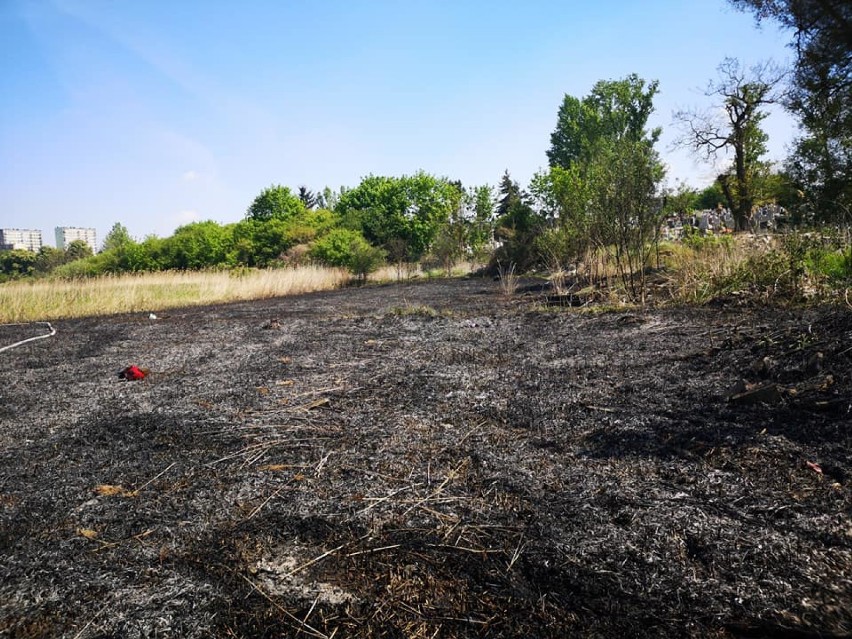 Gniezno: pożar nad jeziorem Świętokrzyskim