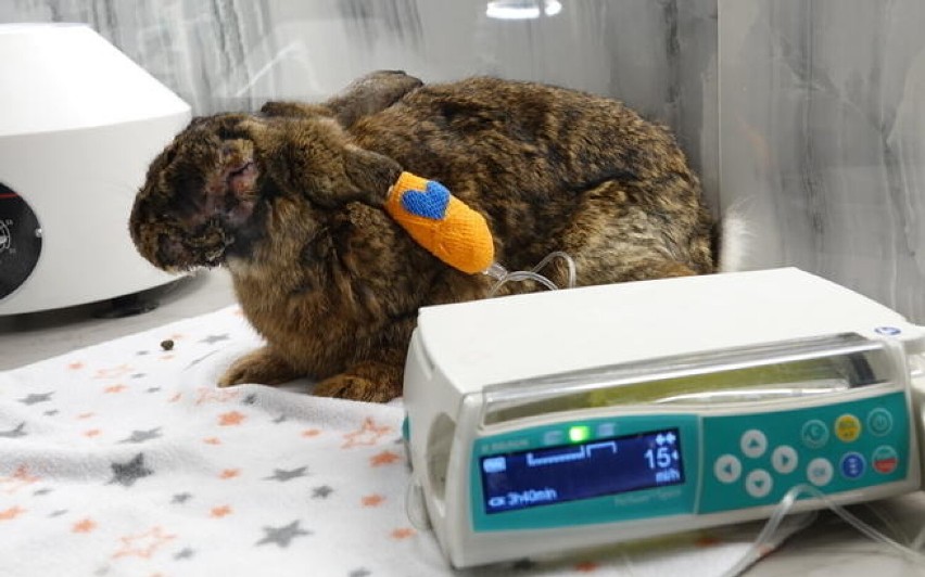 Oleśnicki królik w tragicznym stanie trafił do Ekostraży. Trwa walka o jego życie! Każdy może pomóc