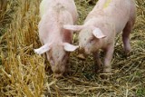 Wyhodowano świnie, które mogą być dawcami organów dla ludzi