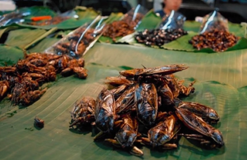 W Tajlandii piecze się je i zjada jako przekąskę pomiędzy...
