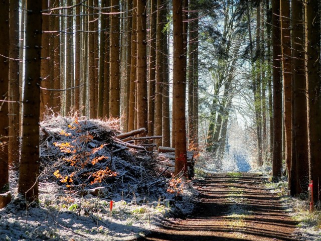 Jaka pogoda będzie panowała w styczniu w naszym regionie? Czy jest szansa na śnieg? Zobacz prognozy synoptyków na najbliższy miesiąc.

Styczeń przywita nas temperaturą bliską zera. Niewykluczone są opady śniegu, które mogą pojawić się w niedzielę 3 stycznia. Czy biały puch ma szansę utrzymać się dłużej? Czy nad Polskę nadciągnie arktyczne powietrze? Sprawdziliśmy prognozy dla naszego regionu przygotowane przez synoptyków znanego amerykańskiego serwisu pogodowego AccuWeather.com. 

Zobacz wideo: Nie takie proste, ale śmieszne. Pies uczy się chodzić w zimowych bucikach

wideo: STORYFUL/x-news