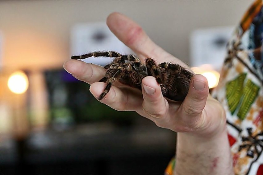 Jedlina-Zdrój: Do 13 maja można oglądać wystawę „Fascynujący świat pająków i skorpionów"