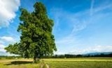 Drzewa Sobieskiego w Świętochłowicach: pomóż znaleźć królewskie drzewa