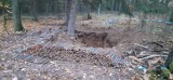Giżycko: Saperzy znaleźli w lesie 2300 pocisków artyleryjskich