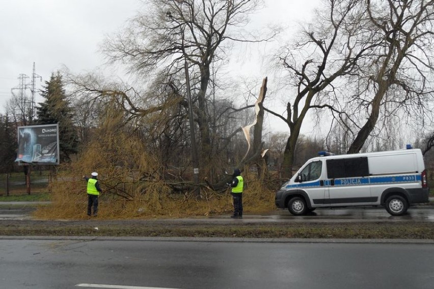 Pogoda w Sosnowcu. Drzewo zwaliło się na drogę przy Mieroszewskich