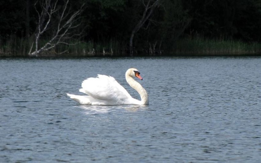 Lubuskie Mazury to szlak trzech jezior: Lipie, Słowa, Osiek....