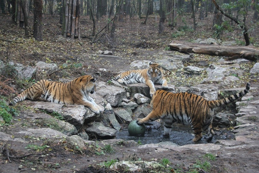 Tygrysy w Nowym ZOO grają w piłkę
