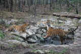 Poznań: Tygrysy w Nowym ZOO grają w piłkę [ZDJĘCIA]