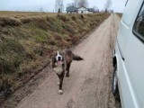 Bezpański pies błąka się w okolicach Nowej Karczmy. Znacie jego właściciela?
