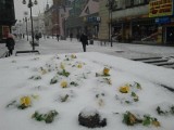 Astronomiczna wiosna 20 marca. A Wrocław pod śniegiem