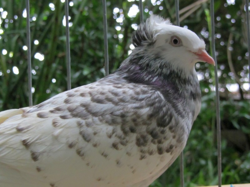 Wystawa gołębi rasowych w Palmiarni [ZDJĘCIA, WIDEO]