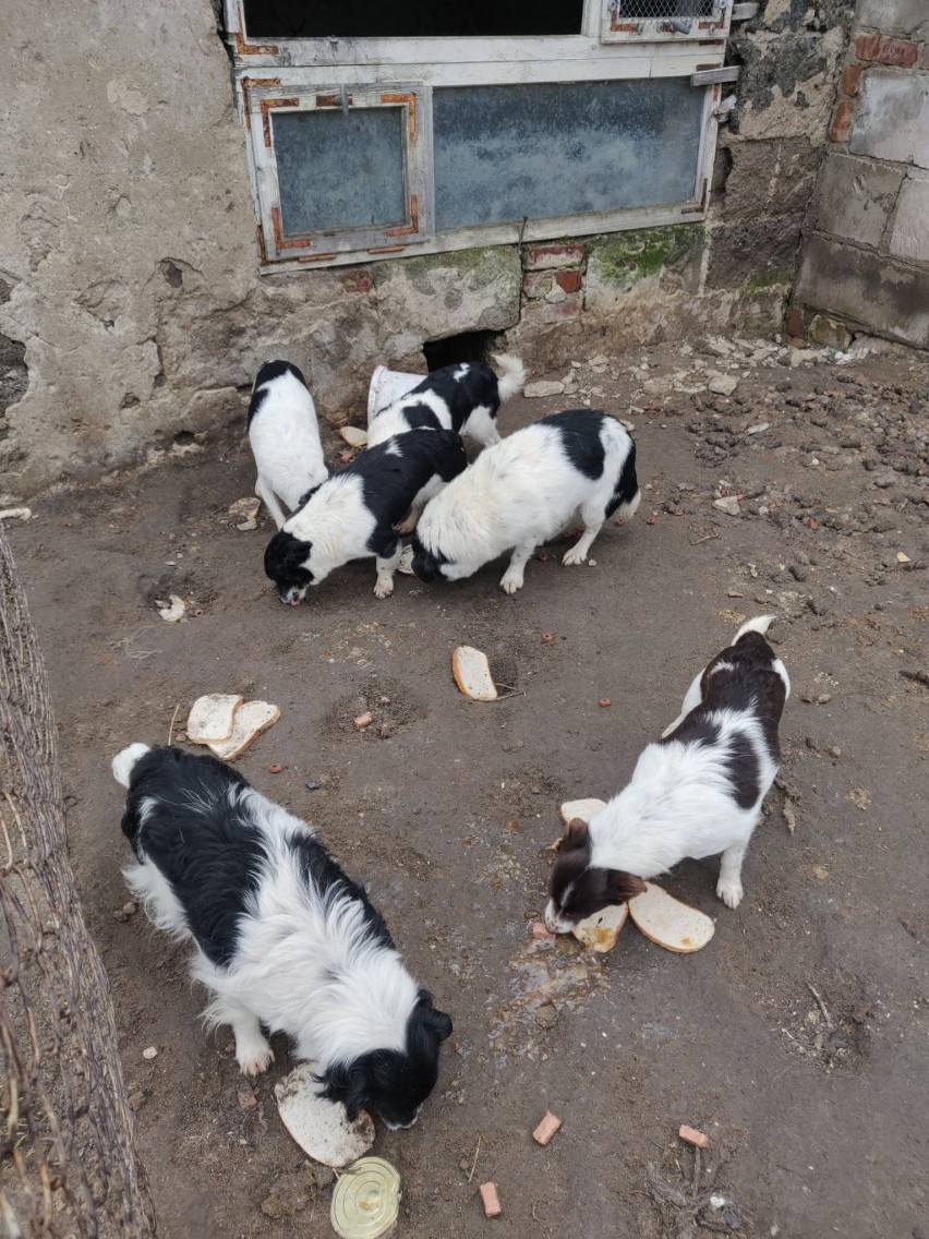 OTOZ Animals Kwidzyn po interwencji w gminie Sadlinki: „Pilnie potrzebne domy tymczasowe! Błagamy o pomoc” [ZDJĘCIA]