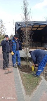 Nowe drzewa w gminie Grodzisk Wielkopolski. Zakończono wiosenne nasadzenia 
