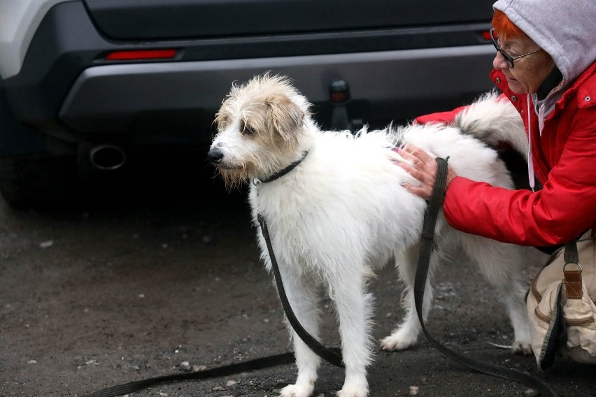 Szukamy nowego domu dla "Maluszka". To najdłużej mieszkający pies w legnickim schronisku, zdjęcia