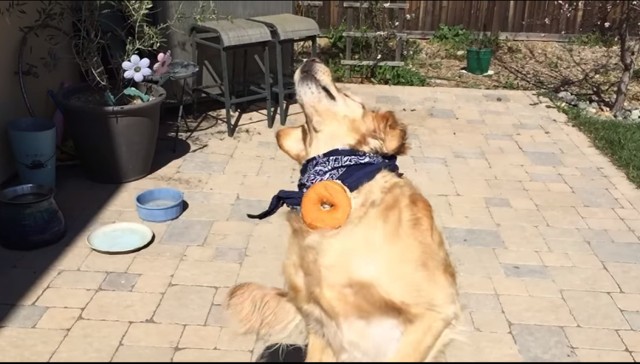 Nauka Łapania. Ten pies uczy się łapać jedzenie, a efekty są komiczne! [WIDEO, SLOW MOTION]