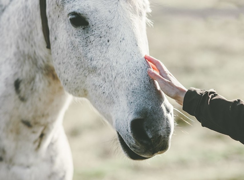 Adopcja jest nieodpłatna. Po stronie adoptującego leży...