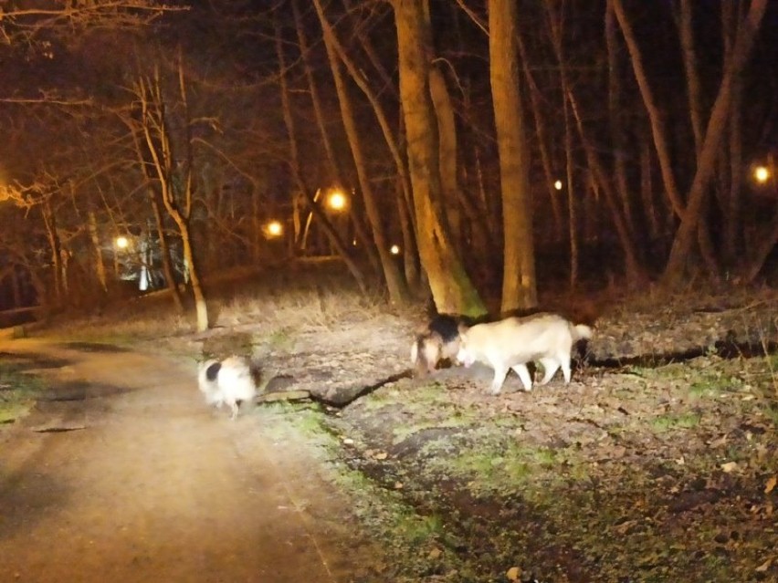W Parku Miejskim w Wejherowie pojawiły się bezpańskie psy [ZDJĘCIA]