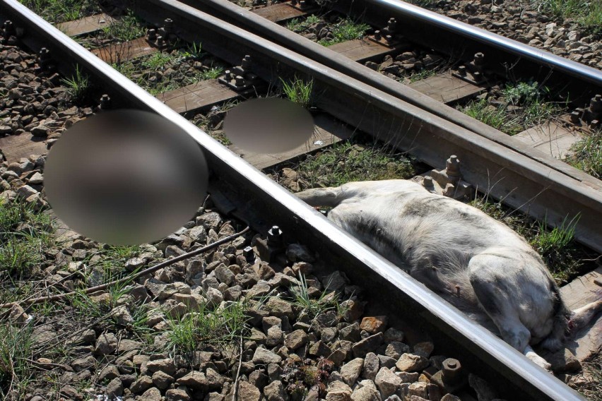 Na torach kolejowych w Rogoźnie znaleziono zwłoki psa, który...
