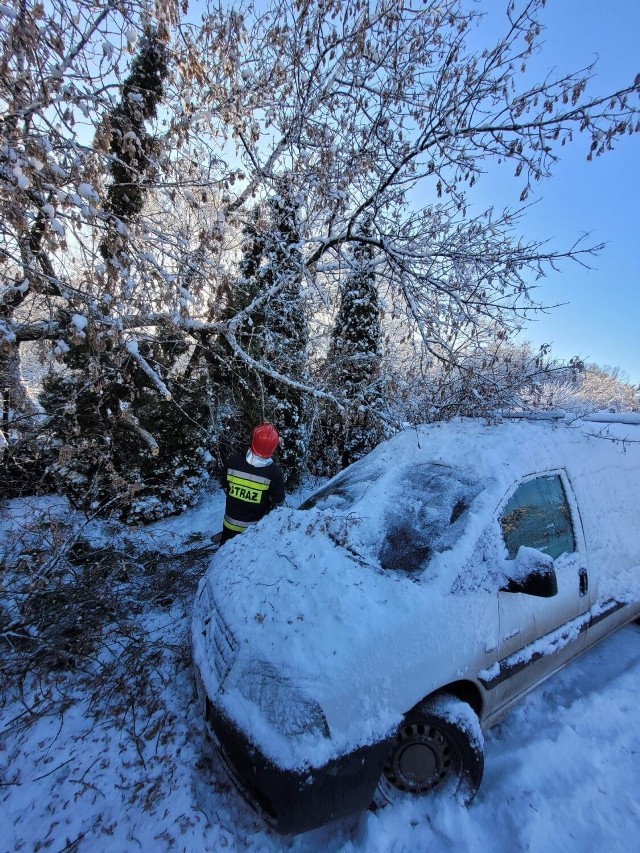 Ciężki śnieg łamał konary i gałęzie. Strażacy ponad sto razy interweniowali w Toruniu i powiecie