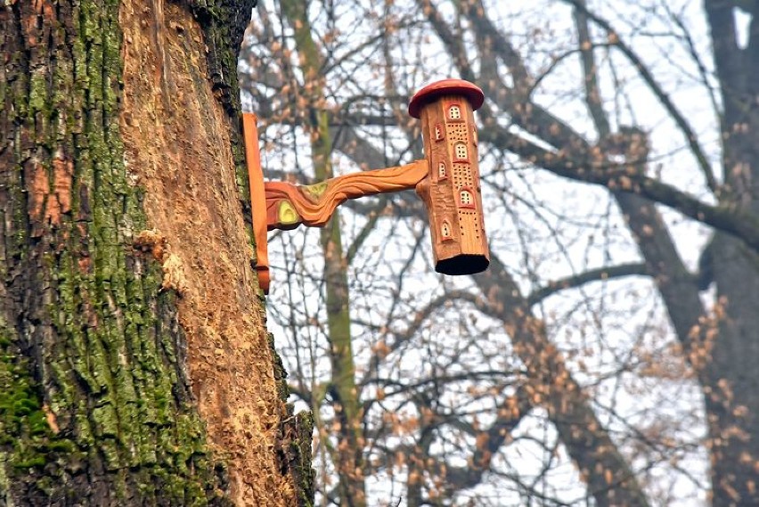 Murarki to pszczoły samotnice. Nie żądlą. Nie budują gniazd...