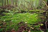 Czyste Lasy Zamojszczyzny: w niedzielę wielkie offroadowe sprzątanie lasów. Możesz dołączyć!