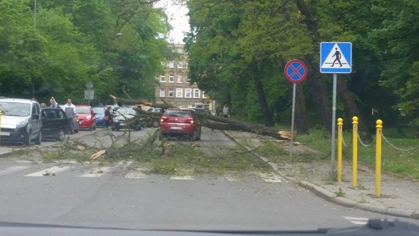 Drzewo przygniotło samochód na szczecińskich Pomorzanach