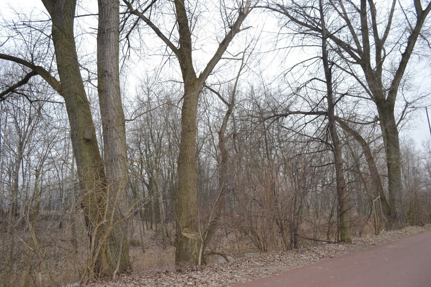 Szukamy wiosny w Sosnowcu: Stawiki i Park Sielecki. Czy już ją widać?