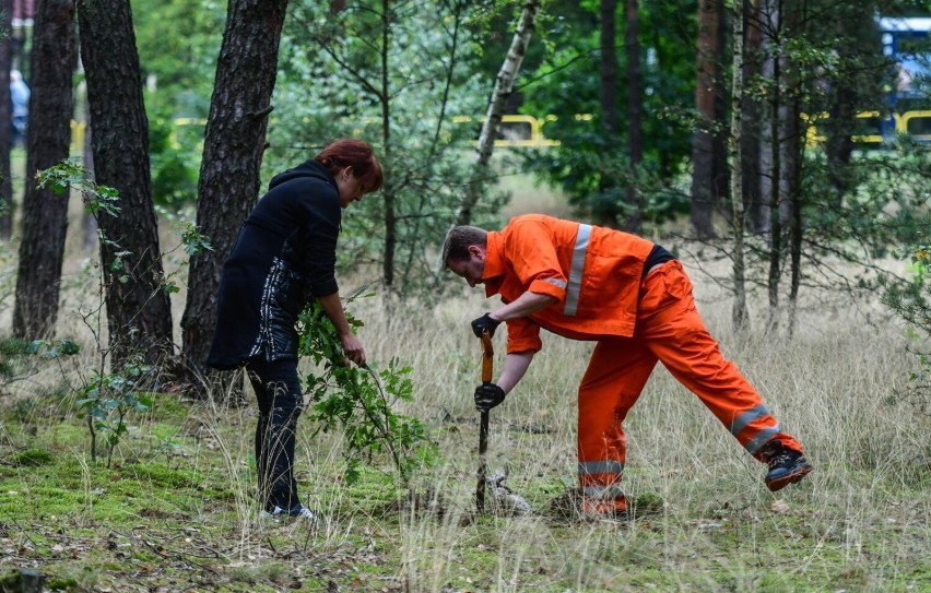 Zamiast wyciąć, dziesiątki drzew udało się uratować -...