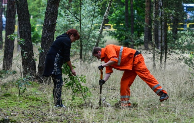 Zamiast wyciąć, dziesiątki drzew udało się uratować - bydgoszczanie zapewnią im dalsze życie.