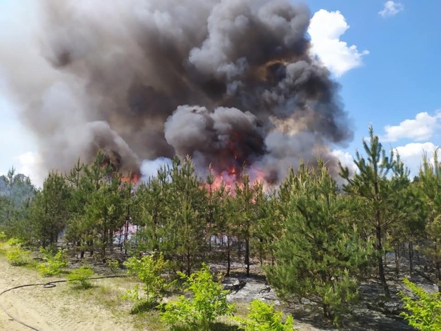 Pożar lasu w Bukownie