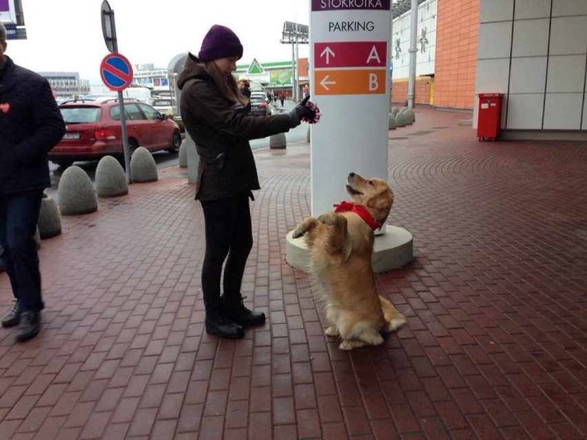 WOŚP 2015. Złotka wspomagają największą Orkiestrę