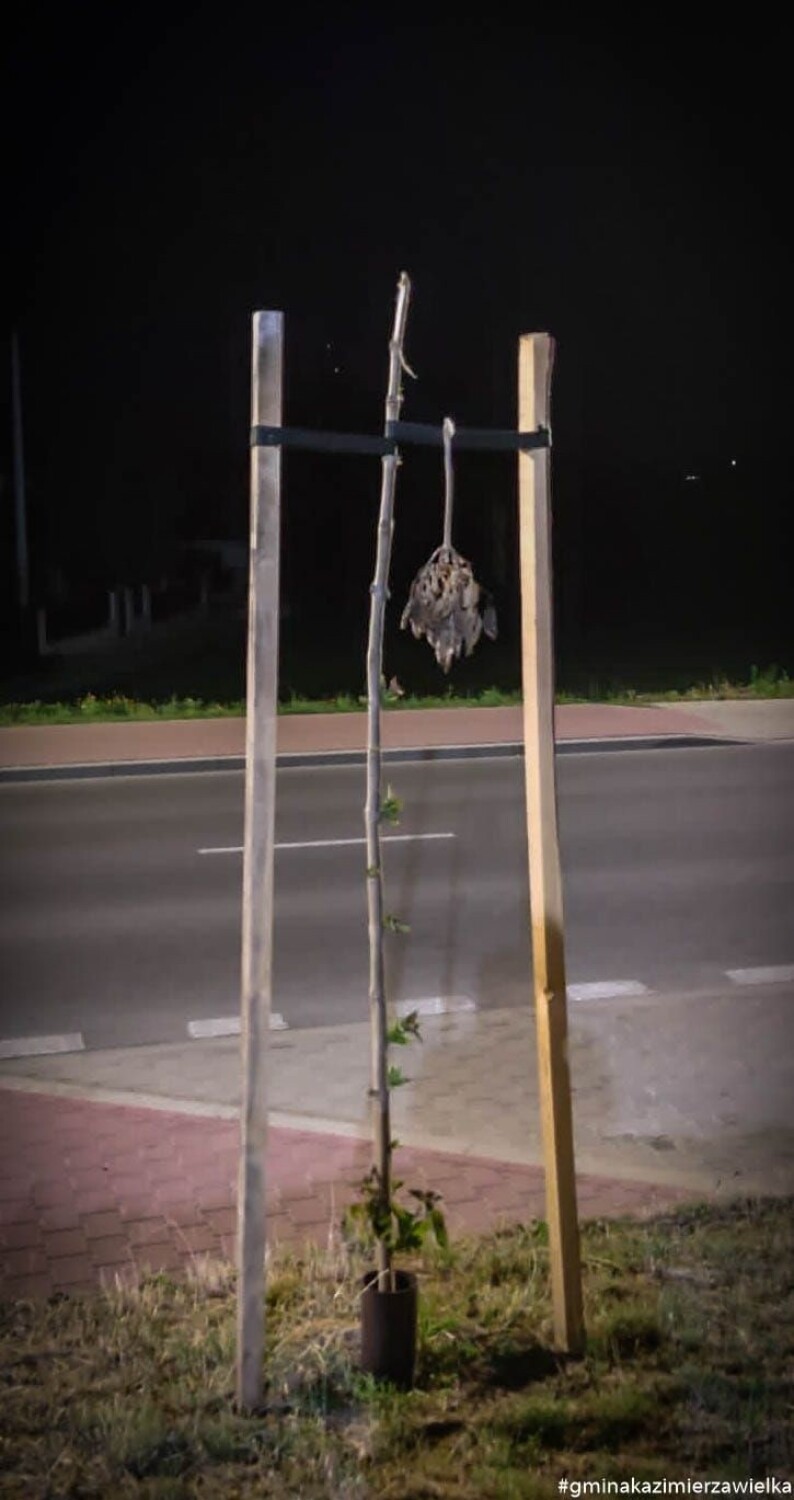 Ktoś złamał dopiero co posadzone drzewka w Kazimierzy Wielkiej. To kolejny w ostatnich dniach przypadek niszczenia przyrody w mieście