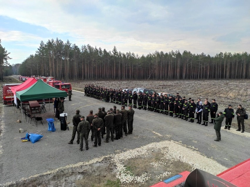 Sadzili drzewa w gminie Żarnów, gdzie spłonęło 80 hektarów lasu [ZDJĘCIA]