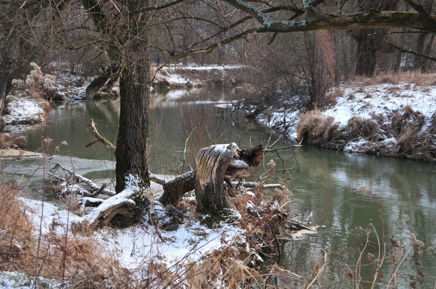 Kormorany trzebią ryby w podkarpackich rzekach. Wędkarze alarmują: straty są ogromne. Prowadzą niecodzienną akcję nad Wisłokiem [ZDJĘCIA]