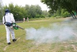 Opryski przeciw komarom i meszkom od poniedziałku w Puławach