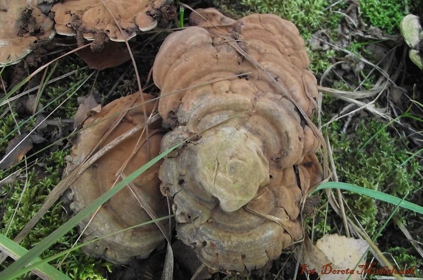 Pasożytnicze grzyby na pniu drzewaFot. Dorota Michalczak