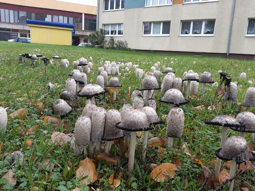 Wysyp grzybów w centrum Goleniowa. Są jadalne, ale...