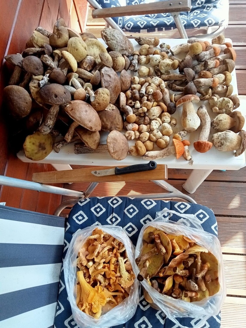 Kosze pełne grzybów! Wysyp prawdziwków w małopolskich lasach. Czytelnicy pokazują swoje zbiory