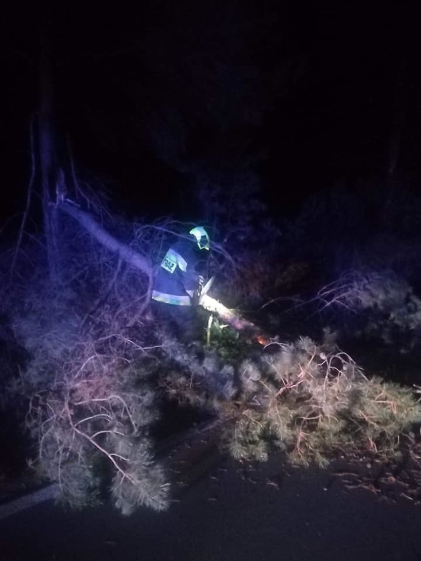 Wichura w powiecie kościerskim. 35 interwencji straży pożarnej! Powalone drzewa i chwilowe utrudnienia w ruchu drogowym [ZDJĘCIA]