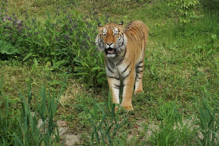 Do opolskiego zoo przyjechała tygrysica Uma.