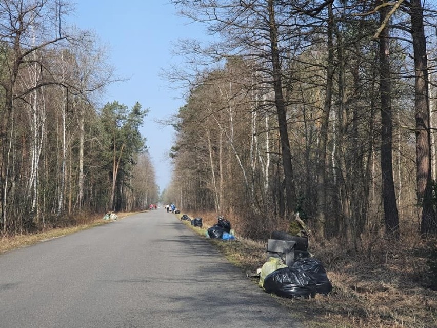 Szok! Prawie 4 tony śmieci w lesie przy ulicy Iłżeckiej. Zbierali je wolontariusze z Ostrowca (ZDJĘCIA)