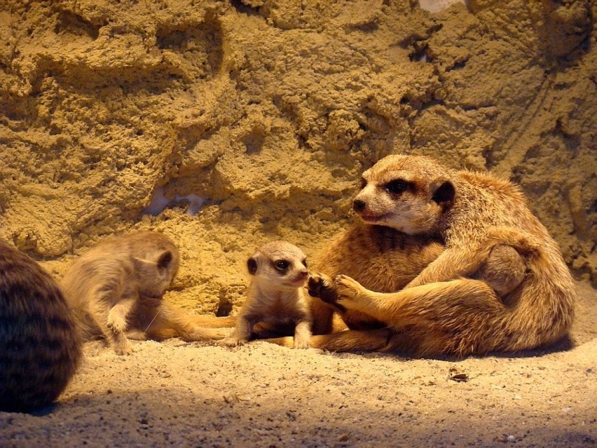 Trzy surykatki przyszły na świat w chorzowskim zoo [ZDJĘCIA]