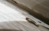 Plaga robaków w Warszawie. Widziałeś te okazy w swoim mieszkaniu? Lepiej to sprawdź