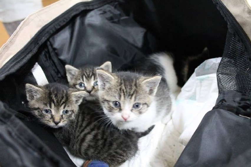 Lubliniec: Koty do adopcji