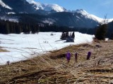 W Tatrach pojawiły się już pierwsze krokusy. Kwitną na Kalatówkach. Do pełnego wysypu jeszcze jednak brakuje