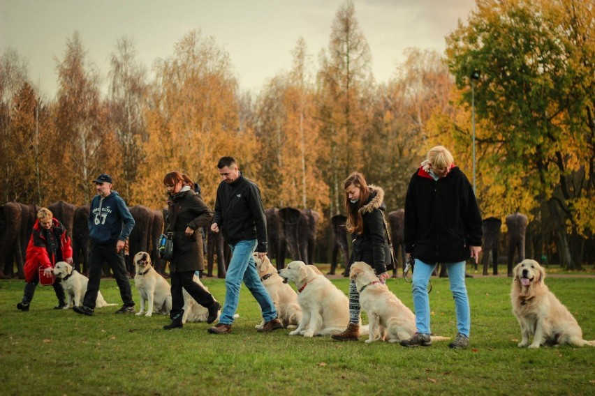 22 finał WOŚP w Poznaniu: Golden retrievery w tym roku też będą kwestować [ZDJĘCIA]