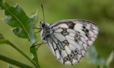 Motyle. Polowiec szachownica (Melanargia galathea)