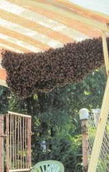 GMINA OBORNIKI: Inwazja pszczół w ogrodzie