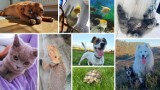 Ponad 150 zdjęć szamotulskich zwierzaków! Z okazji Światowego Dnia Zwierząt właściciele chwalą się pupilami